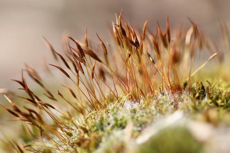 Mossy Table Runners